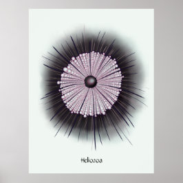 Heliozoa Microbe Microbiology Digital Art Poster