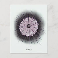 Heliozoa Microbiology Geek Digital Art