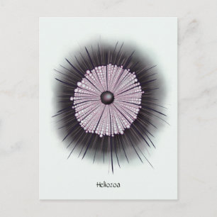 Heliozoa Microbiology Geek Digital Art Briefkaart
