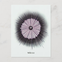 Heliozoa Microbiology Geek Digital Art Briefkaart