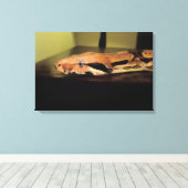 Helix, Boa constrictor imperator Canvas Afdruk (Insitu (Houten vloer))