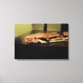 Helix, Boa constrictor imperator Canvas Afdruk (Voorkant)