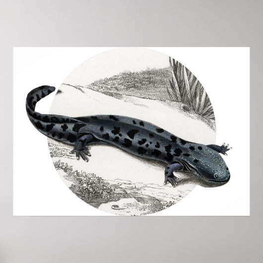 Hellbender Salamander Poster (Voorkant)
