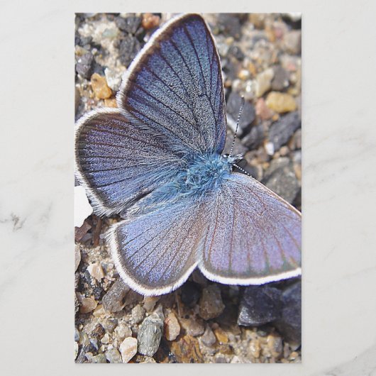 Hellblauer Schmetterling Briefpapier (Voorkant)