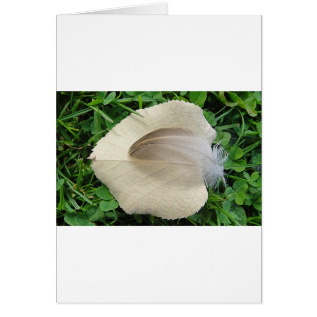 Hellbraune Feder auf hellbeigem Blatt (Voorkant)