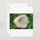 Hellbraune Feder auf hellbeigem Blatt Briefkaart (Voorkant / Achterkant)