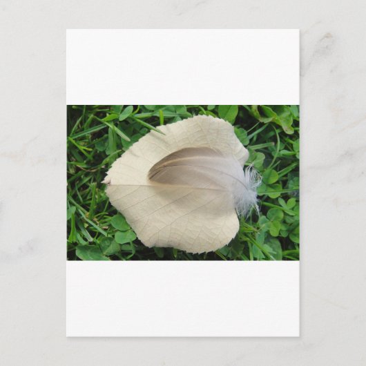 Hellbraune Feder auf hellbeigem Blatt Briefkaart (Voorkant)