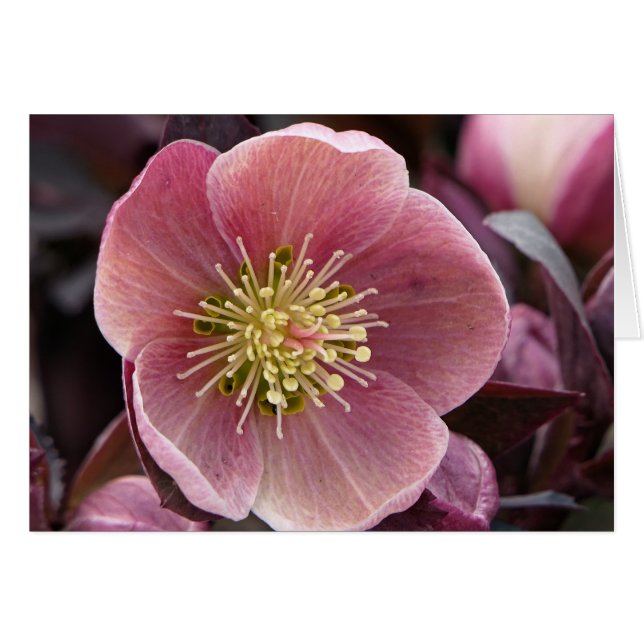 Hellebore (Voorkant Horizontaal)