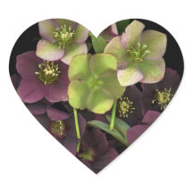 Hellebore Bloesems Botanische Hartsticker