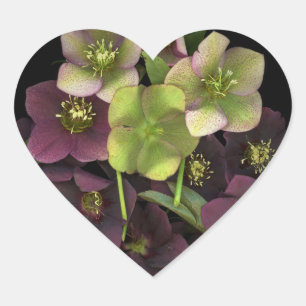 Hellebore Bloesems Botanische Hartsticker Hart Sticker