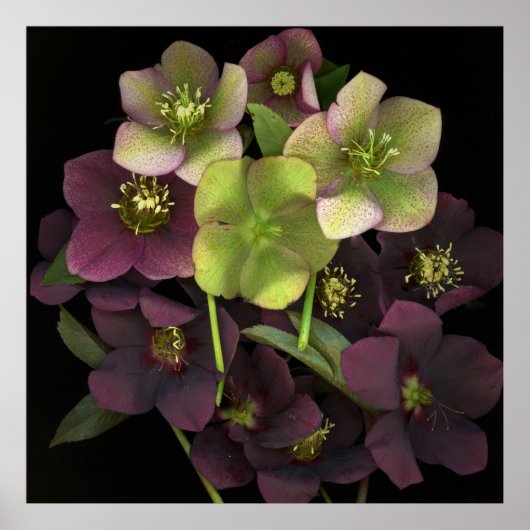 Hellebore Botanische Fijne Kunst Print Poster (Voorkant)