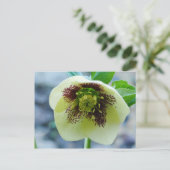 Hellebore Flower Briefkaart (Staand voorkant)