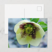 Hellebore Flower Briefkaart (Voorkant / Achterkant)