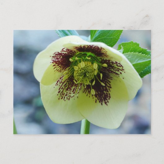 Hellebore Flower Briefkaart (Voorkant)