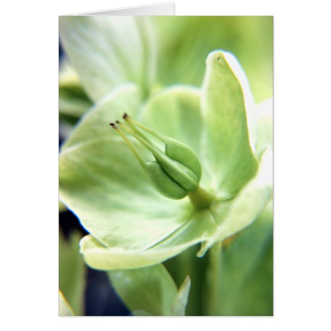 Hellebore (groen) (Voorkant)