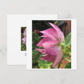 Hellebore/kerstkaart Roos (Voorkant / Achterkant)