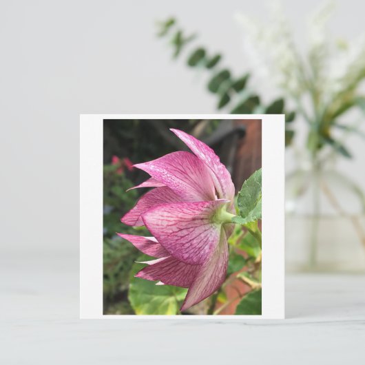 Hellebore/kerstkaart Roos (Staand voorkant)