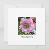 Hellebore/kerstkaart Roos (Achterkant)