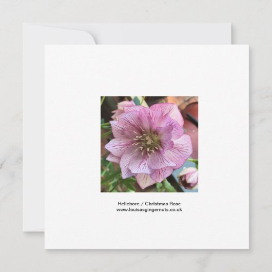 Hellebore/kerstkaart Roos (Achterkant)