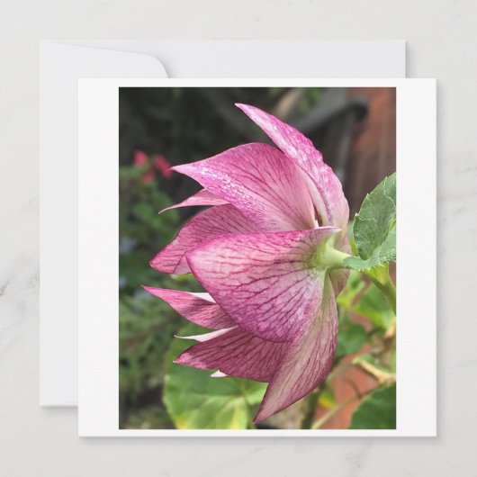 Hellebore/kerstkaart Roos (Voorkant)