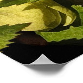 Hellebore Lenten Roos Poster (Hoek)