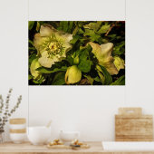 Hellebore Lenten Roos Poster (Keuken)