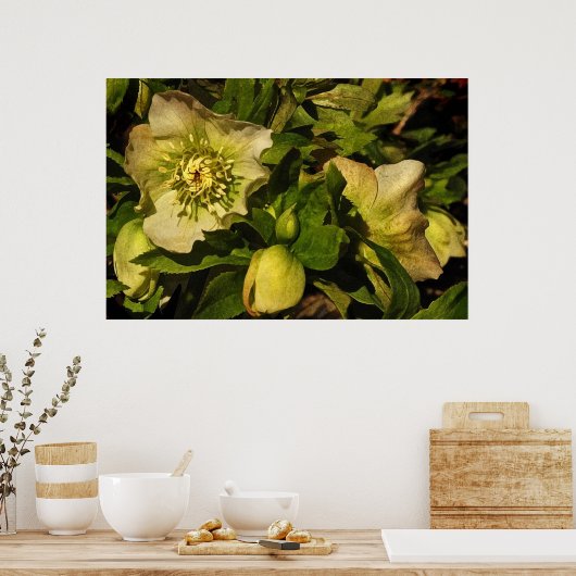 Hellebore Lenten Roos Poster (Keuken)