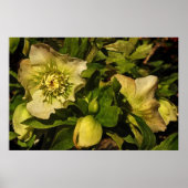 Hellebore Lenten Roos Poster (Voorkant)