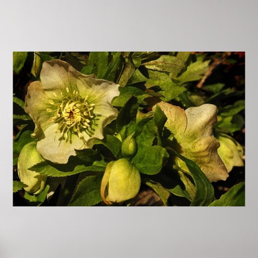 Hellebore Lenten Roos Poster (Voorkant)