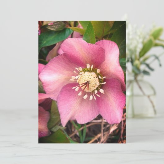 Hellebore Spring Flower Blank Kaart (Staand voorkant)