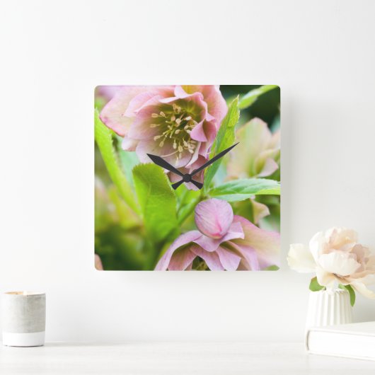 Hellebore Vierkante Klok (Huis)