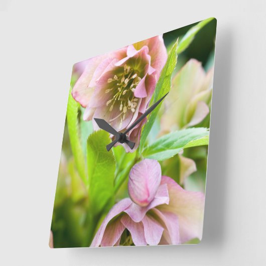 Hellebore Vierkante Klok (Hoek)