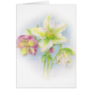 Hellebore wit roze groen bedankje