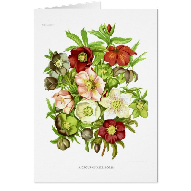 Hellebores (Voorkant)