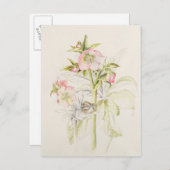Hellebores Briefkaart (Voorkant / Achterkant)