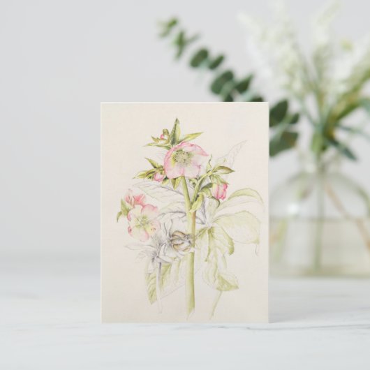 Hellebores Briefkaart (Staand voorkant)