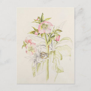 Hellebores Briefkaart