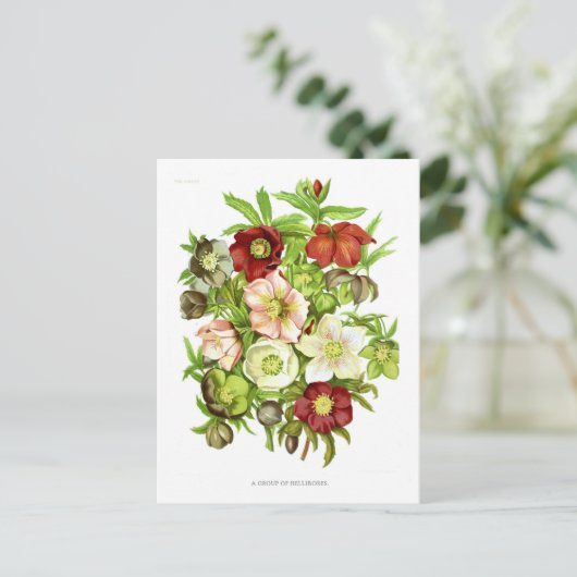 Hellebores Briefkaart (Staand voorkant)