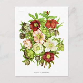 Hellebores Briefkaart