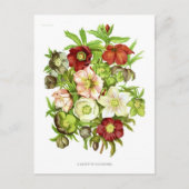 Hellebores Briefkaart (Voorkant)