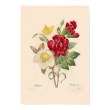 Hellebores en anjers