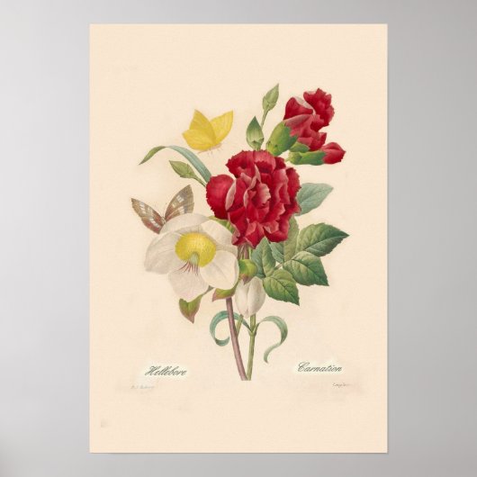 Hellebores en anjers poster (Voorkant)