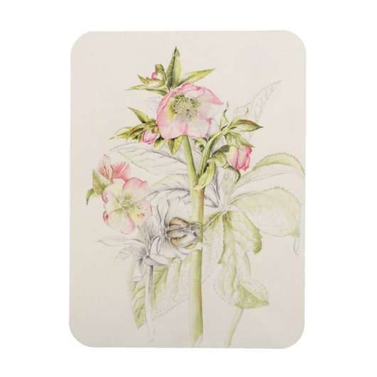 Hellebores Magneet (Verticaal)