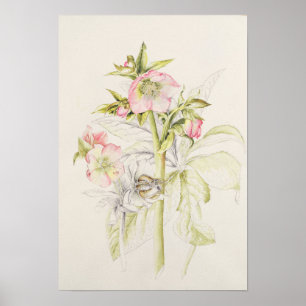 Hellebores Poster