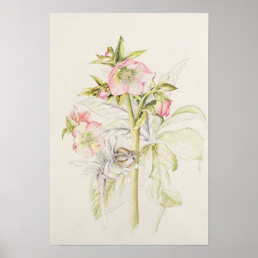 Hellebores Poster (Voorkant)