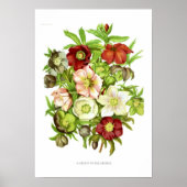 Hellebores Poster (Voorkant)