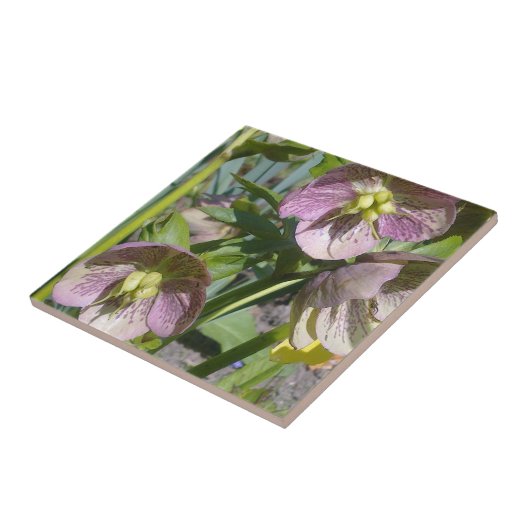 Hellebores Tile Tegeltje (Zijkant)