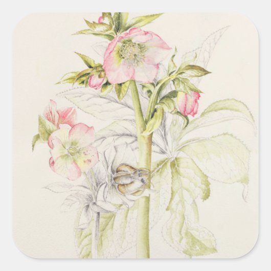 Hellebores Vierkante Sticker (Voorkant)