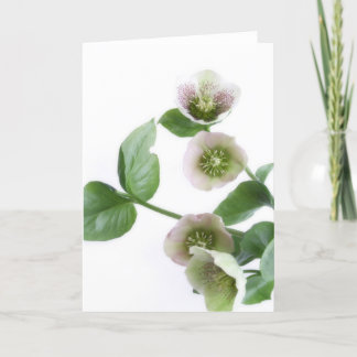 Helleborus blanco wenskaart kaart