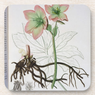 Helleborus Niger van 'Phytographie Medicale' door Bier Onderzetter